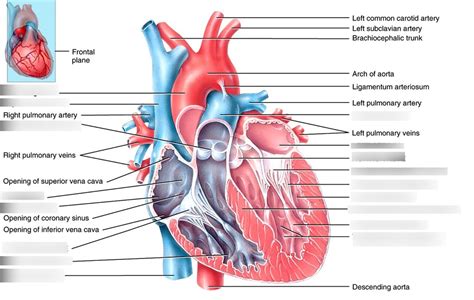 Cardiology Internal Anatomy Of The Heart Diagram Quizlet