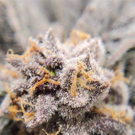 Seedsman Critical Purple Kush Grow Journal By Z0laire Growdiaries