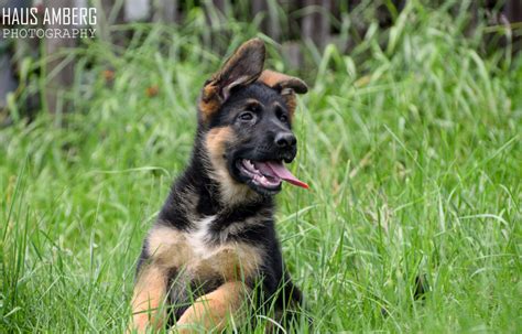 Sold Direct Import Puppies From Germany German Shepherd Breeder