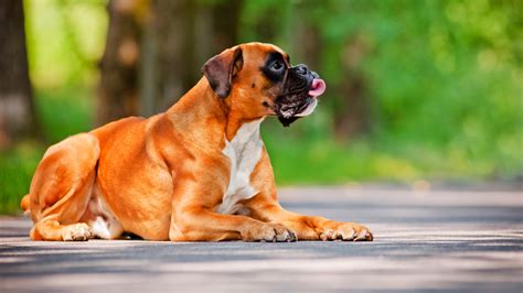 Beautiful Boxer Lying On The Road In Summer Wallpapers And Images