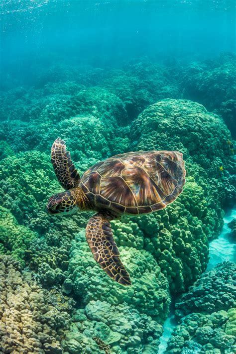 Hawaii The Grace Of Sea Turtles Lee Rentz Photography