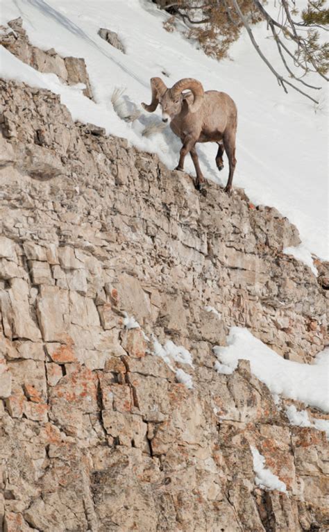 Bighorn Sheep Ram Cliff Tom Murphy Photography