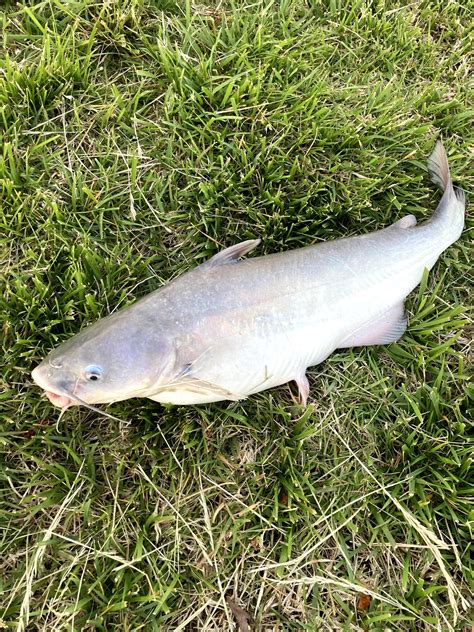 Best Lures For Blue Catfish In 2020 Realest Nature