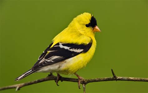 American Goldfinch Wallpapers Hd Wallpapers Id 4948