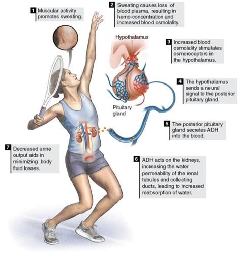 I Like This Picture Because It Shows You How Your Exercise Affects Your Body Endocrine System