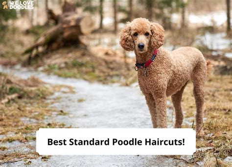 13 Best Standard Poodle Haircuts With Pictures 2024 We Love Doodles