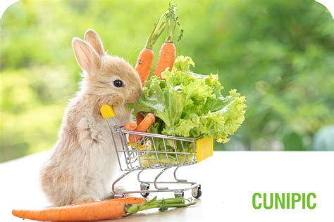 Qu Verduras Pueden Comer Los Conejos Cunipic
