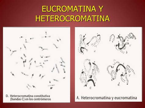 Diferença Entre Eucromatina E Heterocromatina