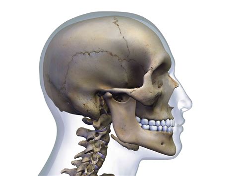 Anatomia Kości Potylicznej Medycyna
