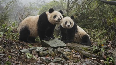 Chinas New Panda Park Will Be Three Times Bigger Than Yellowstone