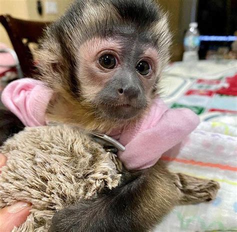 Sociable Baby Capuchin Monkeys Ready 4 Rehoming Creature Classifieds