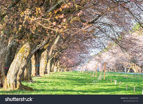 Hokkaido Cherry Blossom Road Scenery Stock Photo 2194192199 Shutterstock