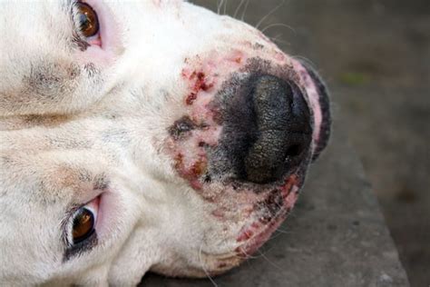 Rogna Rossa Nel Cane Sintomi Cause E Cura Della Rogna Demodettica