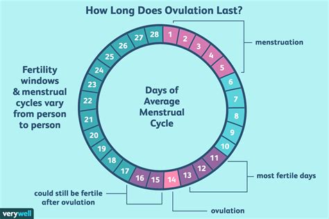 28 Day Ovulation Calendar Alyse Bertine