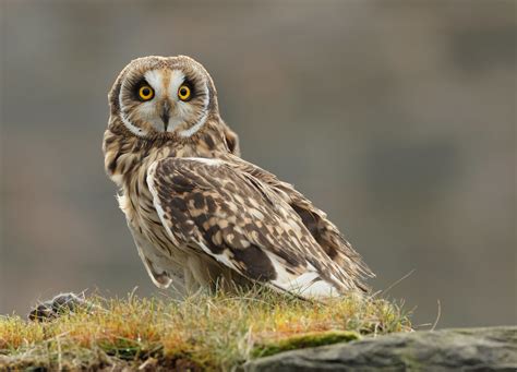 Short Eared Owl Neil Neville Flickr