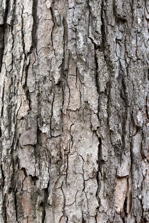 Oak Tree Wood Texture