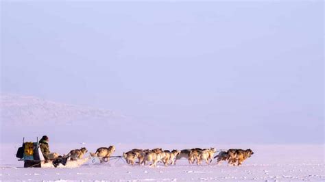 7 Key Facts About Sled Dogs In Greenland Guide To Greenland