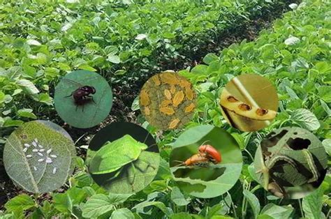 Akar sendiri memiliki warna yang pada umumnya. 14 Jenis Hama dan Penyakit Tanaman Kacang Kedelai Serta ...
