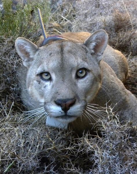 Pumas Panthers And Cougars Facts About Americas Big Cats Live Science