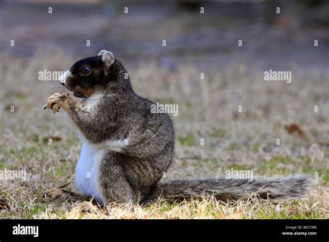 Fox Squirrel Sciurus Niger South Carolina Stock Photo Alamy