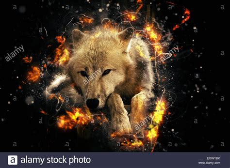 Волк в огне 63 фото