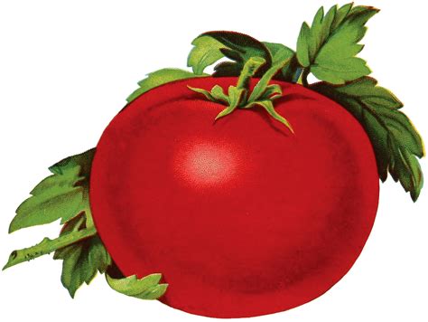 9 Tomato Clipart The Graphics Fairy