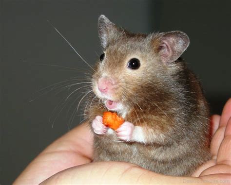 Hamster Food Eating