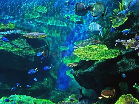 Beautiful Scene Of Undersea Coral Reef With Sea Fish Stock Image