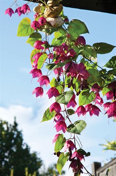 Flowering vines offer a landscape solution for many needs. 47 best images about Plants (Zone 9) on Pinterest