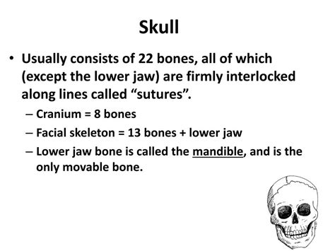 Ppt Skull Powerpoint Presentation Free Download Id1703503