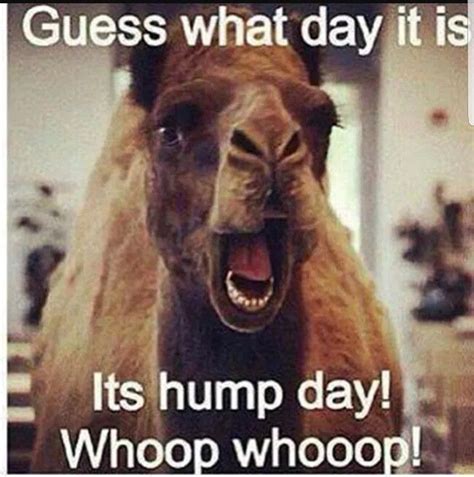 Happy Wednesday🤗🐪 Funny Hump Day Memes Wednesday Hump Day Hump Day