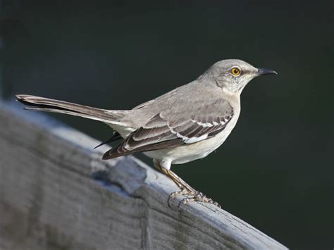 11 Backyard Birds Of Western North Carolina Owlcation