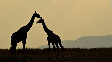 Giraffes Face Silent Extinction Cnn Video