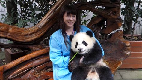 In Chengdu Panda Panda Tour