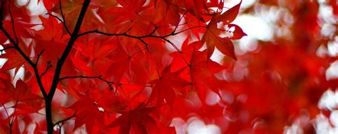 Download Wallpaper 2560x1024 Acer Japonicum Amur Maple Maple Leaves