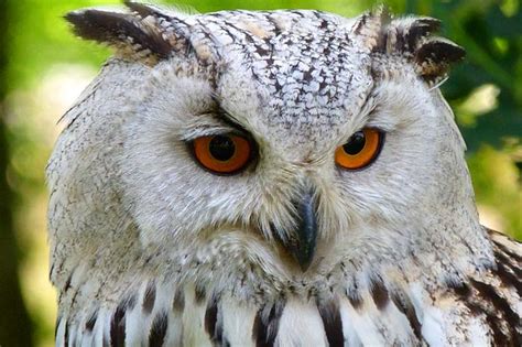 Types Of Owls Strigidae And Tytonidae Families Bio Explorer