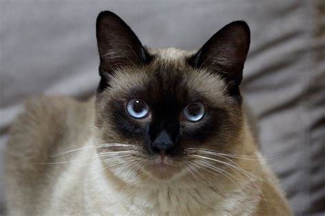 Siamese Cat With Blue Eyes Kitten Dwarf Kittens Shaeffer Intand
