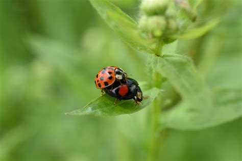 Free Images Flower Red Insect Ladybug Fauna Ladybird