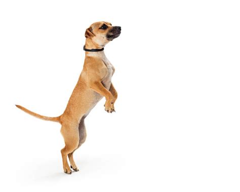 Chihuahua Standing On Hind Legs Stock Photos Pictures And Royalty Free