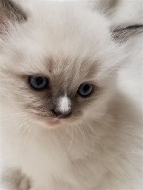 However, sometimes a google search doesn't reveal the results you are looking for. Ragdoll Kittens for sale in Florida Dixie Ragdolls Cattery