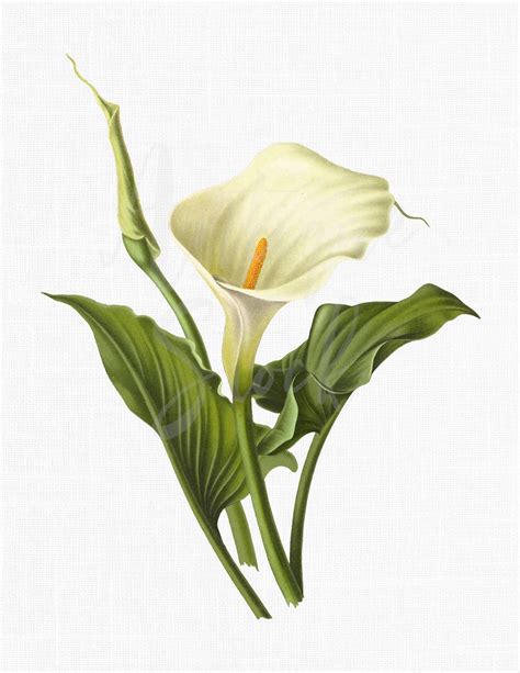 Drawing Illustration Digital Blackbackground White Lilies Antique