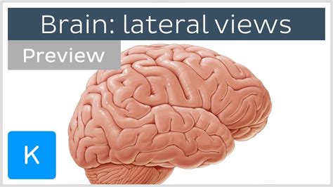 Brain Structures Seen From The Lateral View Preview Human