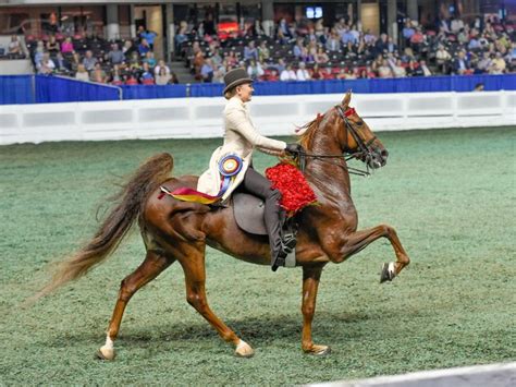 Kentucky State Fairs World Championship Horse Show