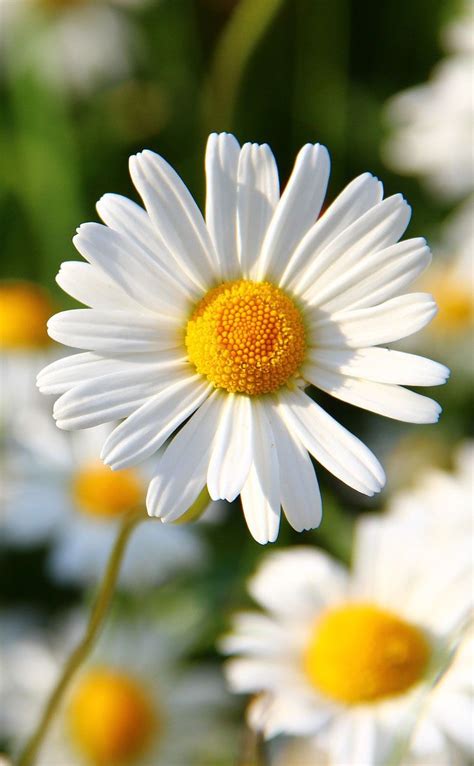 Pin By Nancy Draper On Daisies Make Me Smile Amazing Flowers Flower