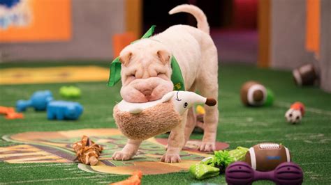 This year, puppy bowl xvi will unleash more dog players than ever before in the hopes that the show's track record of 100 as always, the puppy bowl would be nothing without its intrepid announcers. PUPPY BOWL 2018 Highlights Deserve a Round of Appaws | Nerdist