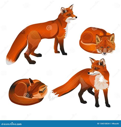 Red Fox Cartoons Illustrations And Vector Stock Images 7014247