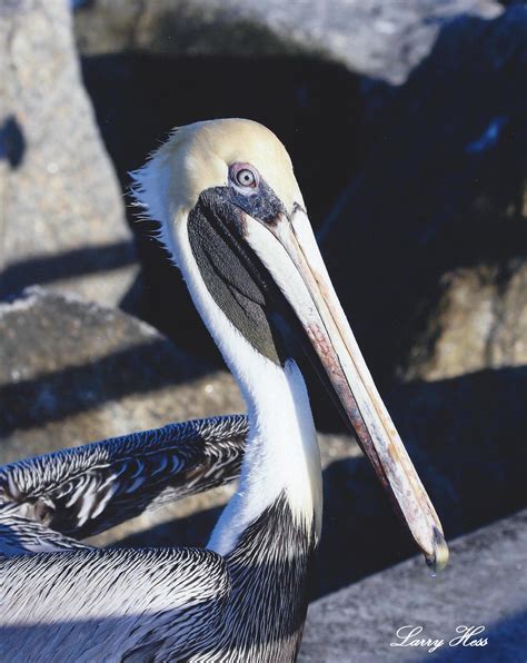 Brown Pelican Juptiter Inlet Audubon Everglades