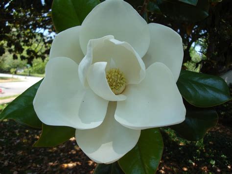 Free Download Wallpapers Southern Magnolia Flower Wallpapers 1600x1200