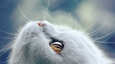 Hd Wallpaper Cat Whiskers Close Up Face Kitty Kitten Beautiful