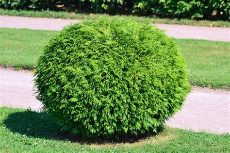 Planning And Maintaining A Shrubbery Dk Landscaping
